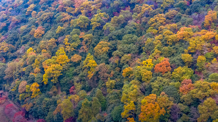 Nov 24 2025 Scenic Autumn Trees at Arashiyama Kyoto Japan