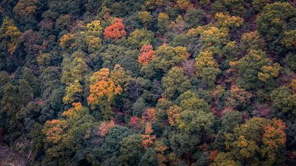 Nov 24 2025 Scenic Autumn Trees at Arashiyama Kyoto Japan