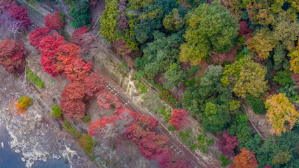 Nov 24 2025 Fall Trees At Arashiyama Rankyo Gorge Kyoto Japan