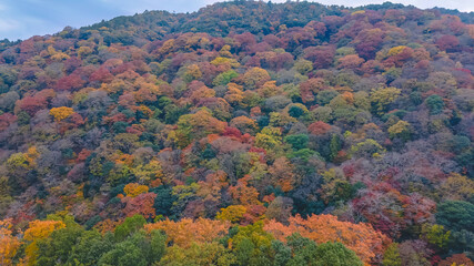 Nov 24 2025 Scenic Autumn Trees at Arashiyama Kyoto Japan