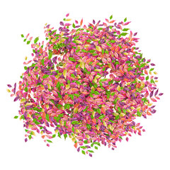 collection of Heavenly bomboo tree on transparent canvas from top view