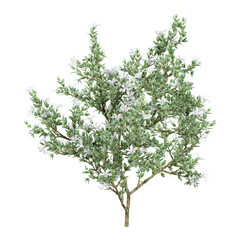 collection of Serissa foetida Plant on transparent canvas