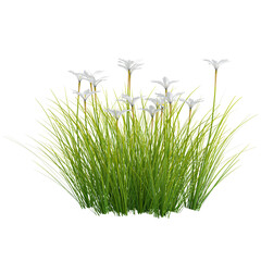 collection of Zephyranthes candida plant on transparent canvas