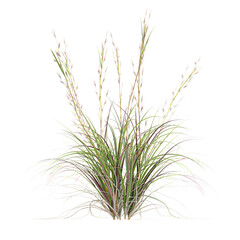 Green Broomsedge bluestem grass isolated on Canvas