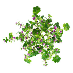 Green Commmon mallow plant isolated on Canvas from top view