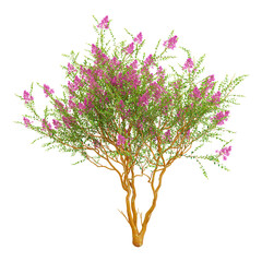 Green Crape myrtle tree isolated on Canvas