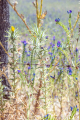 The Carthamus lanatus plant, commonly known as woolly thistle, grows in ditches, wastelands, and dry pastures; it is common and abundant. It flowers from late May until early summer, when it dries up.