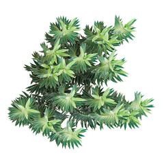 Green Gopher spurge Tree isolated on Canvas from top view