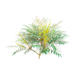 Green Grape holly plant isolated on Canvas