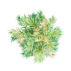 Green Grape holly plant isolated on Canvas from top view