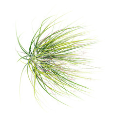 Green green big bluestem grass isolated on Canvas from top view