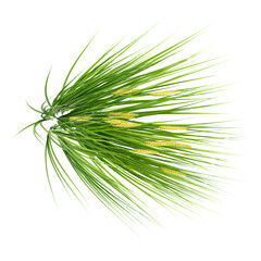 Green Japanese rush grass isolated on Canvas from top view