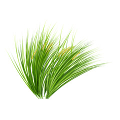 Green Japanese rush grass isolated on Canvas