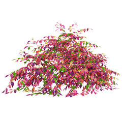 Green Heavenly bomboo tree isolated on Canvas