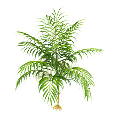 Green Neanthe bella palm tree isolated on Canvas