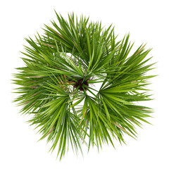 Green Paurotis palm tree isolated on Canvas from top view