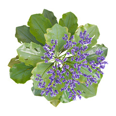 Green Perez's lavender Plant isolated on Canvas from top view