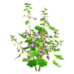 Isolated Commmon mallow plant on transparent canvas