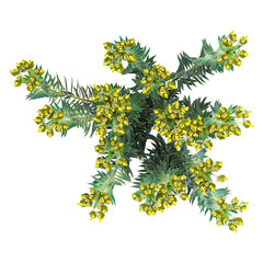 Isolated Gopher spurge Tree on transparent canvas from top view