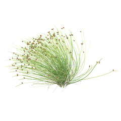 Isolated Green Fiberoptic Grass on transparent canvas