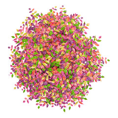 Isolated Heavenly bomboo tree on transparent canvas from top view