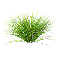 Isolated Japanese rush grass on transparent canvas