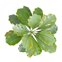 Isolated Perez's lavender Plant on transparent canvas from top view