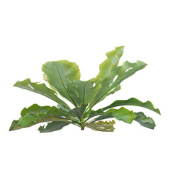 Isolated Perez's lavender Plant on transparent canvas