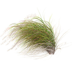 Isolated zealand wind grass on transparent canvas