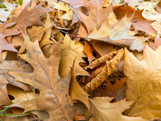 Colorful carpet of fallen leaves blanket the ground in a mosaic of orange, yellow and brown, showcasing the essence of fall in nature. Image of the change of season. Photo wallpaper. Beauty of earth.