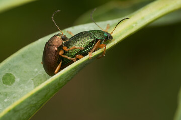 Macro view of insects pairing on foliage