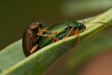 Fototapeta premium Macro view of insects pairing on foliage