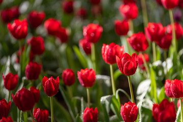 Obraz premium Vibrant red tulips with water droplets blooming in a sunlit tulip garden, perfect for spring nature and floral concepts.