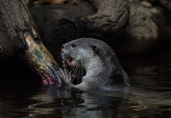Smooth-coated otter