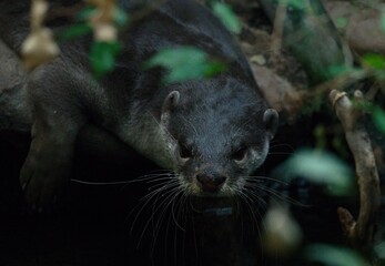 Smooth-coated otter