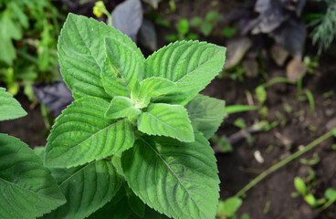 Fresh green mint leaves growing in garden, organic herbal plant close-up