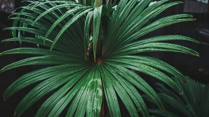 Obraz premium Lush Green Tropical Palm Leaves