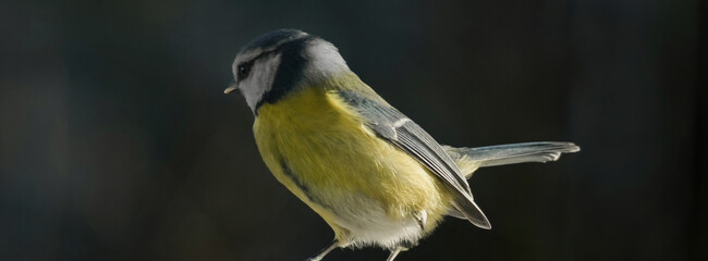 A blue tit with a bright yellow breast stands out against the soft, blurred background. Ideal for nature, animal, garden, and bird photography © Jill Dundee