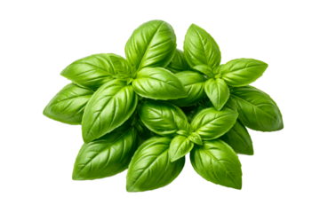 A fragrant bunch of fresh green basil leaves essential for gourmet cooking, adding vibrant flavor to various dishes, and promoting wholesome food preparation.