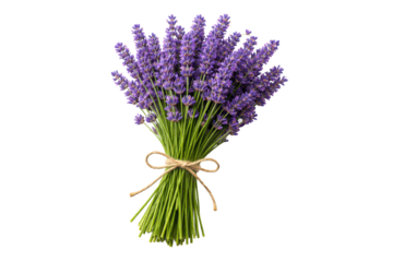 Freshly cut lavender bouquet tied with rustic twine offers a soothing aromatic presence, perfect for wellness products, herbal remedies, and home decor themes.