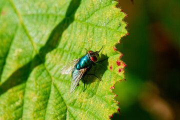 Fototapeta premium fly on leaf