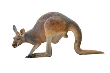 red kangaroo isolated on white background