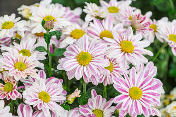 可憐に咲き揃うピンクと白の花々