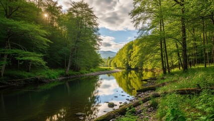 Serene river flowing through lush green forest