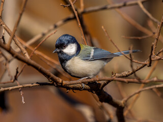Fototapeta premium 枝にとまるシジュウカラ