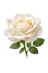 White Rose Flower Isolated