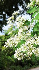 white flower in thr park blooming  bueaty and fresh 