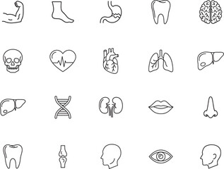 Human Body Anatomy line art icon collection. Includes line art symbols brain, heart, lungs, bone, muscle and more. Isolated icons. Anatomy icon set. © MST