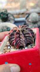 cactus in pot for decorate home and garden 