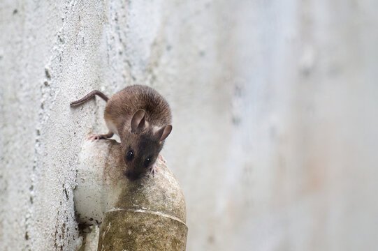 Mouse climbing a wall